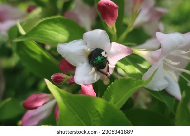 The beetle extracts nectar in the flower