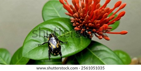 beetle and floweer bug insect