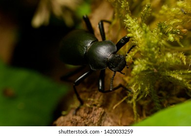 A beetle in the forest close-up.