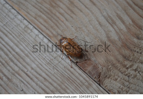 Beetle Fuzzy Fur Thin Legs Beetle Stock Photo Edit Now 1045891174
