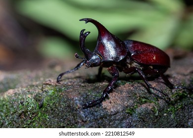 A beetle in the genus Xylotrupes perched on a rock full of mossy greenery from Pang Sida National Park, Sa Kaeo Province, Thailand.