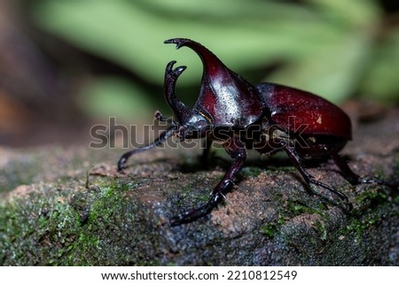 A beetle in the genus Xylotrupes perched on a rock full of mossy greenery from Pang Sida National Park, Sa Kaeo Province, Thailand.