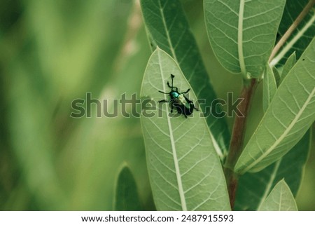 Beetle getting some lunch on prairie plant