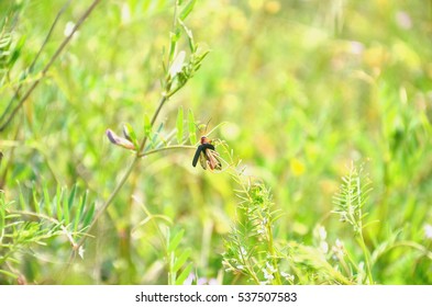 beetle in grass