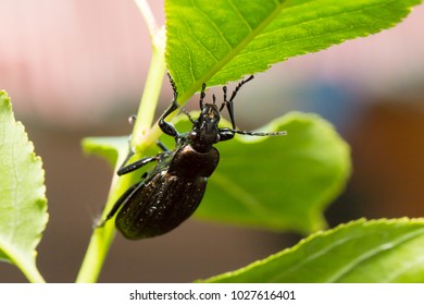 Beetle, ground beetle on nature, Green moss macro - Powered by Shutterstock