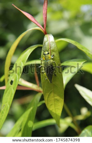 beetle insect. Green yellow large tropical beetle on a plant leaf. Stock photo © 