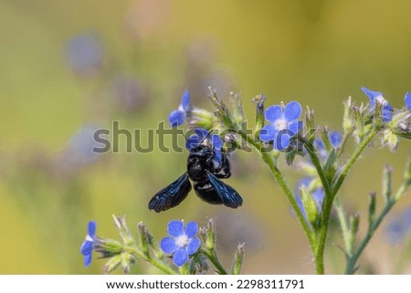 Beetle insect in the wild - Violet carpenter bee (Xylocopa violacea)