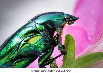 Beetle Insest Cetonia Aurata Beetle Insest Cetonia Aurata