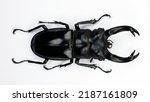 Beetle isolated on white. Giant black stag beetle Hexarthrius buqueti macro. Collection beetle, lucanidae, coleoptera, insects, entomology