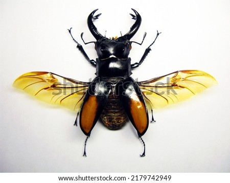 Beetle isolated on white. Giant stag beelte with spread wings Hexarthrius parryi macro. Collection beetles, lucanidae, coleoptera, insects, entomology