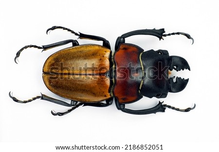 Beetle isolated on white. Giant stag beetle Odontolabis sommeri macro. Collection beetle, lucanidae, coleoptera, insects, entomology