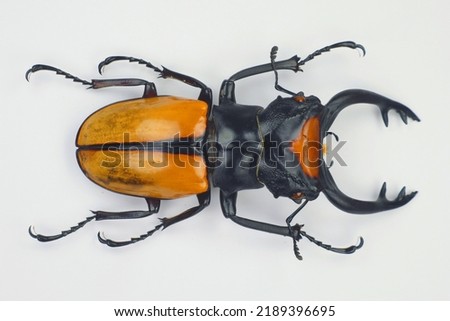 Beetle isolated on white. Yellow stag beetle Odontolabis lacordairei macro. Lucanidae, lucanus, collection beetles, coleoptera, insects, entomology