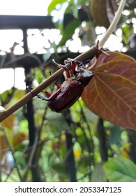 Beetle Of Javan Rhinoceros Walking On Plant Stems