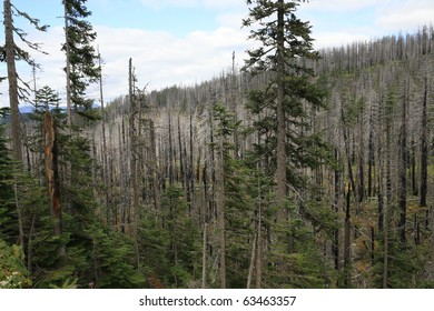 Beetle Kill And Forest Fires Endangering The Deshutes National Forest , In Oregon