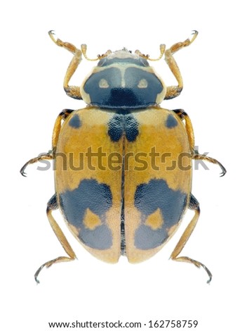 Beetle Ladybird Hippodamia variegata on a white background