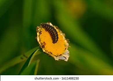 334 Reed beetle Images, Stock Photos & Vectors | Shutterstock