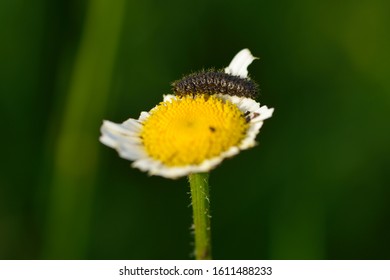 334 Reed beetle Images, Stock Photos & Vectors | Shutterstock