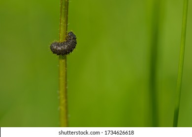 334 Reed beetle Images, Stock Photos & Vectors | Shutterstock