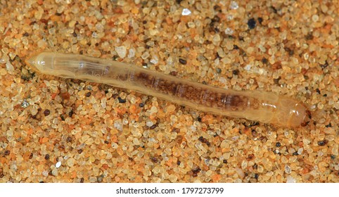 A Beetle Larvae Macro In The Namib Desert.