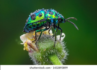 Beetle Macro Green Insect Nature Flower