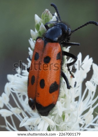 beetle Meloidae - has a repellent color, warning potential predators about their venom
