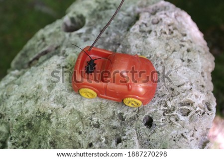 beetle with a mustache sits on a red toy car