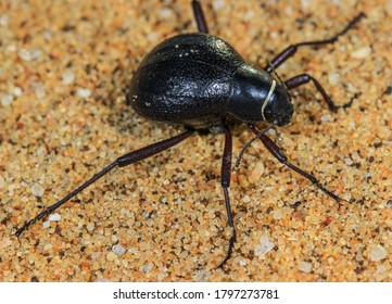 A Beetle In The Namib Desert.