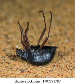 A Beetle In The Namib Desert.