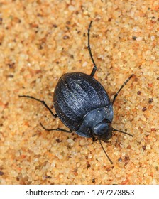 A Beetle In The Namib Desert.