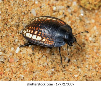 A Beetle In The Namib Desert.