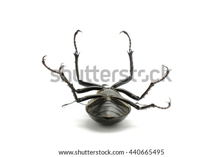 beetle on its back, stag beetle   