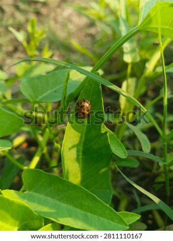 A beetle on the brink of extinction; only a few remain in the world.