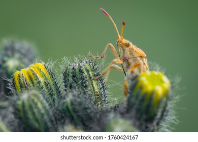 Beetle on a cactus. Green bug on a large cactus. Macro. Mustache.