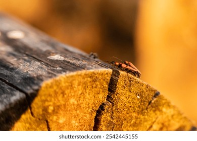 A beetle on a dead tree during sunset, macto shot