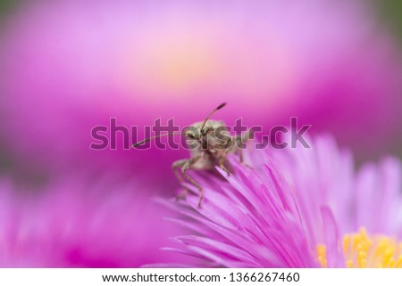 Similar – Image, Stock Photo from above Nature Plant