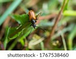 Beetle on grass close up