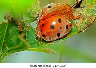 A beetle on green leaf