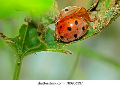 A beetle on green leaf