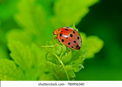 A beetle on green leaf