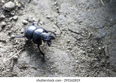 beetle on the ground

