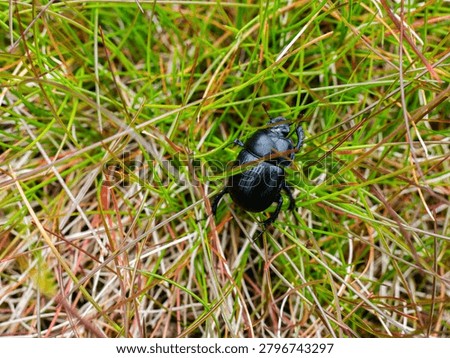 a beetle on the ground 