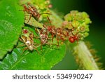 A beetle on leaf