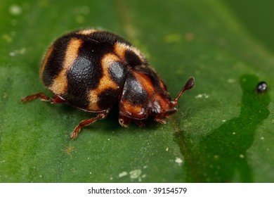 beetle on leaf