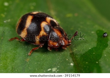 beetle on leaf