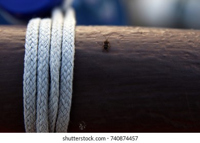 Beetle on a string