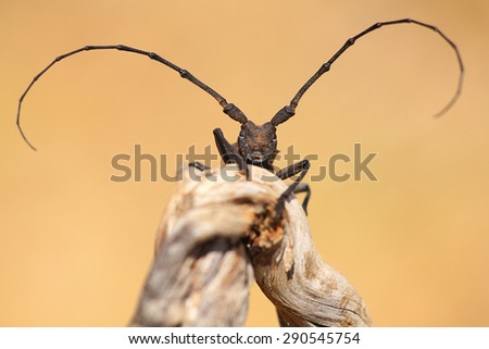 Similar – Image, Stock Photo musk buck Nature Animal