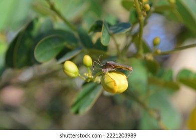 Beetle On A Yellow Flower Bud