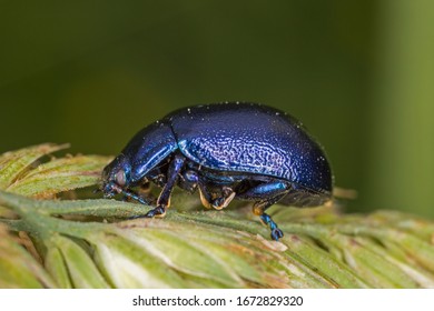 3 Beetle oreina caerulea Images, Stock Photos & Vectors | Shutterstock