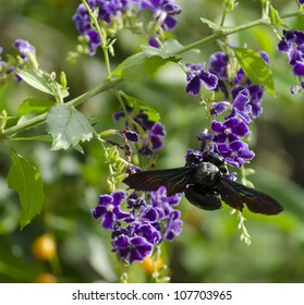 beetle pollinating