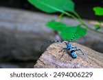 Beetle resting on a wooden surface, log. vibrant blue body with black spots, black and blue antennae. From the back looking into the distance. Rosalia alpina alpina, Alpine longhorn beetle